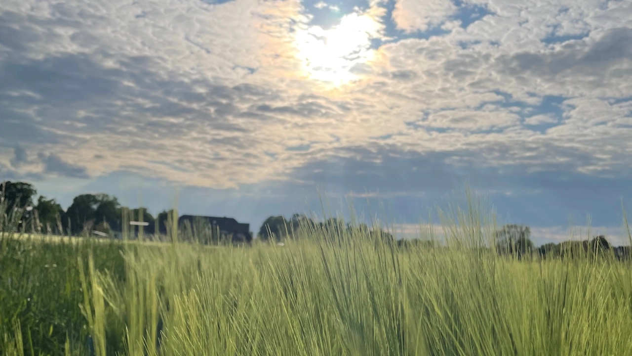 Feld