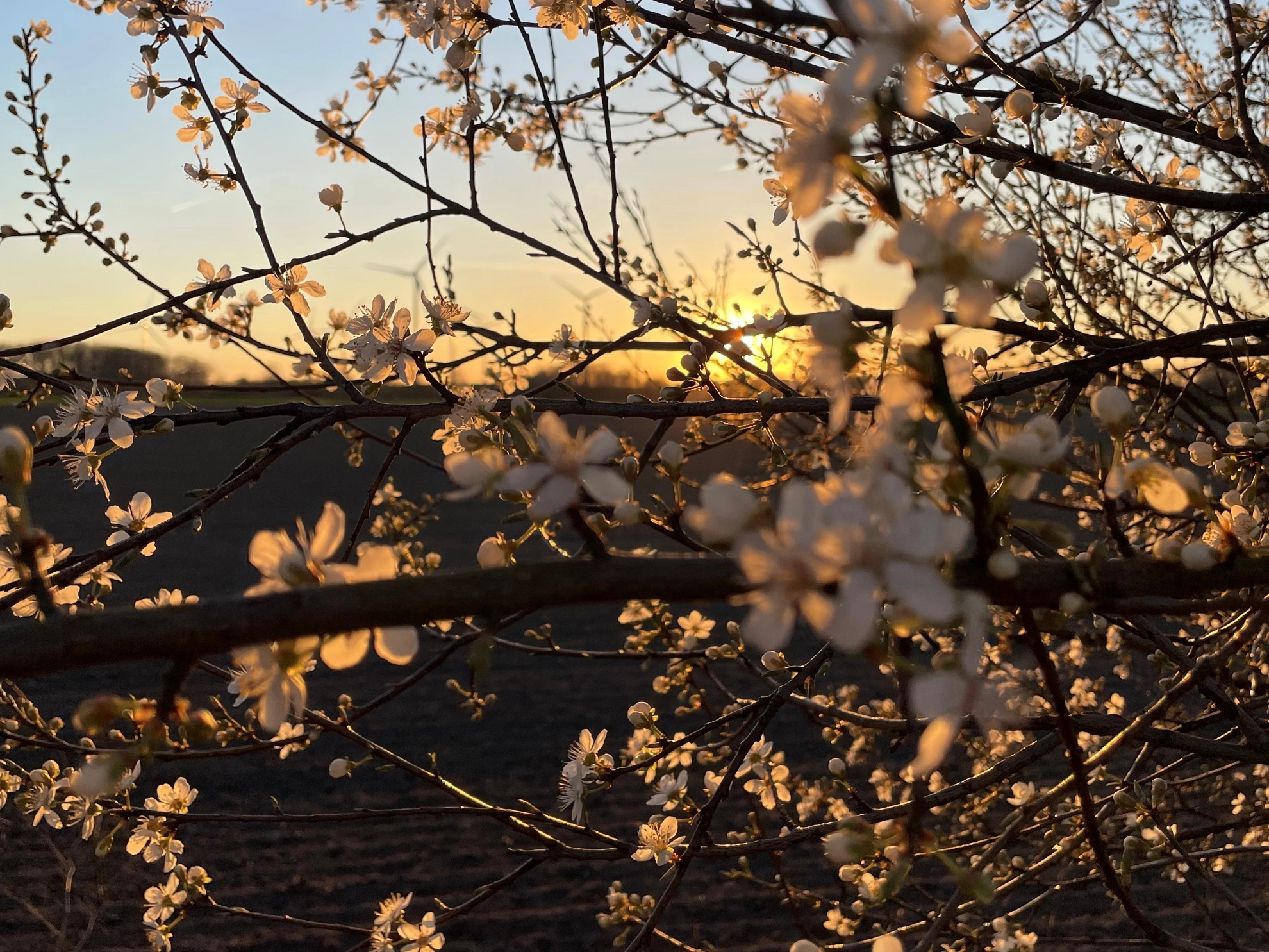 Frühling-Ostern 2025